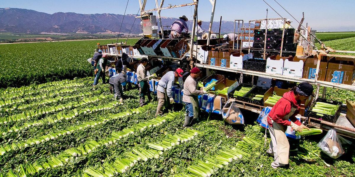 Op-ed: Essential farmworkers deserve pesticide protections