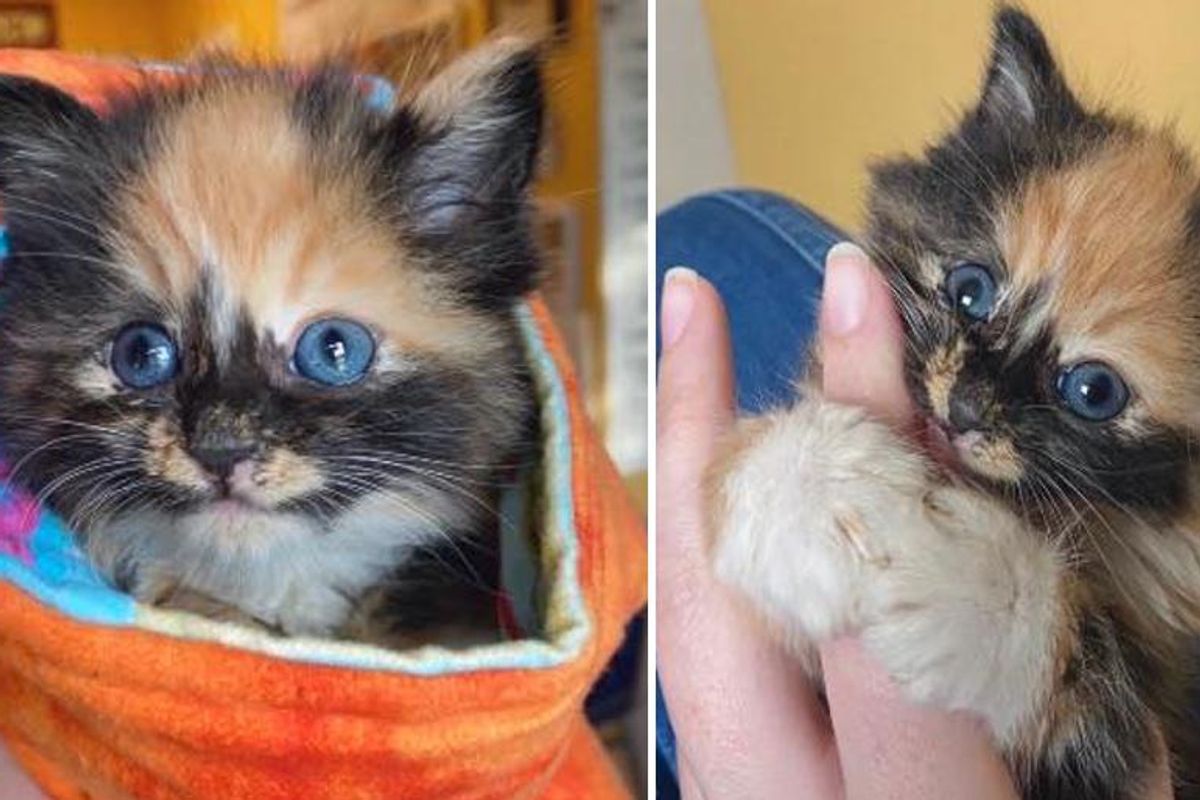 Kitten Determined to Win Over the Heart of Pup After Being Found Outside By Herself