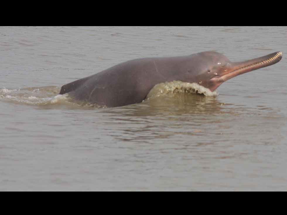 Gangetic dolphin's habitat lies in the path of a proposed waterway