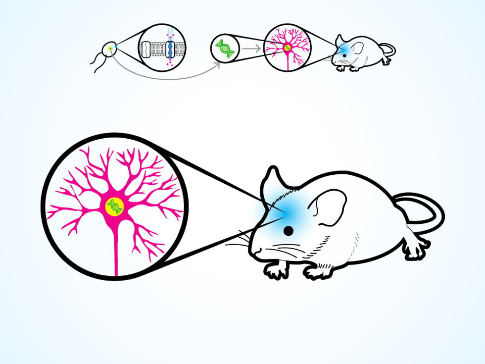 Flipping A Switch In The Brain Creates Killer Mice : Shots