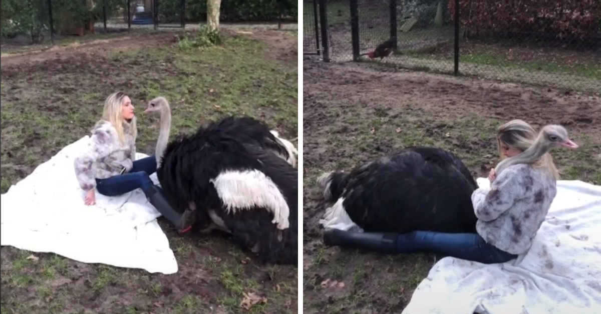 Woman's Seemingly Romantic 'Date' With An Ostrich Has People Feeling All Kinds Of Ways