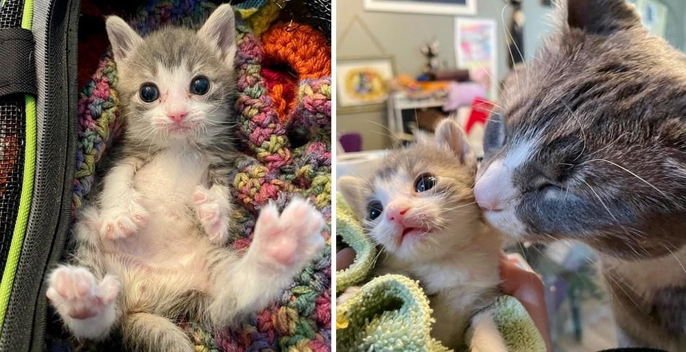 Palm-sized Kitten Learns to Sit and Stand Again with Support from 