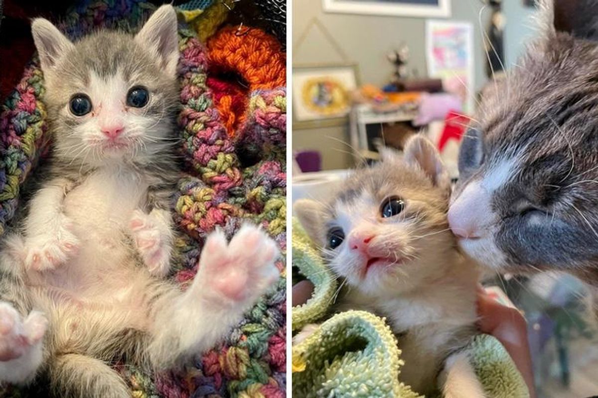 Palm-sized Kitten Learns to Sit and Stand Again with Support from Cats Around Him