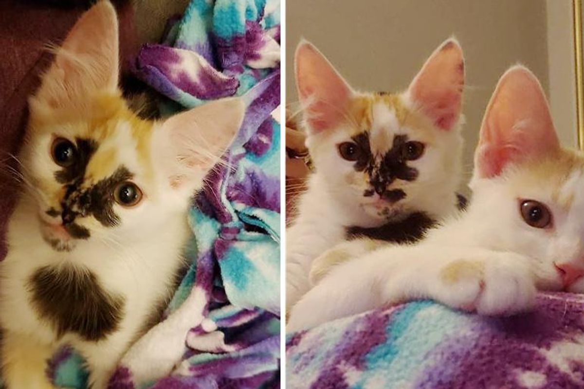 Kitten with Beautiful Markings Bounces Back and Thrives with Her Sister, Now They Have Their Dream Come True