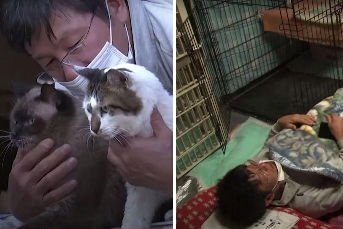 Successful Japanese business man has dedicated his life to saving cats in Fukushima's nuclear zone