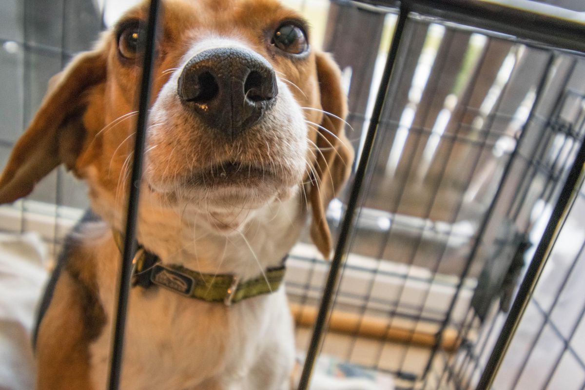 Local rescue dogs leave the 'ruff' life behind as they travel 1,600 miles to get adopted