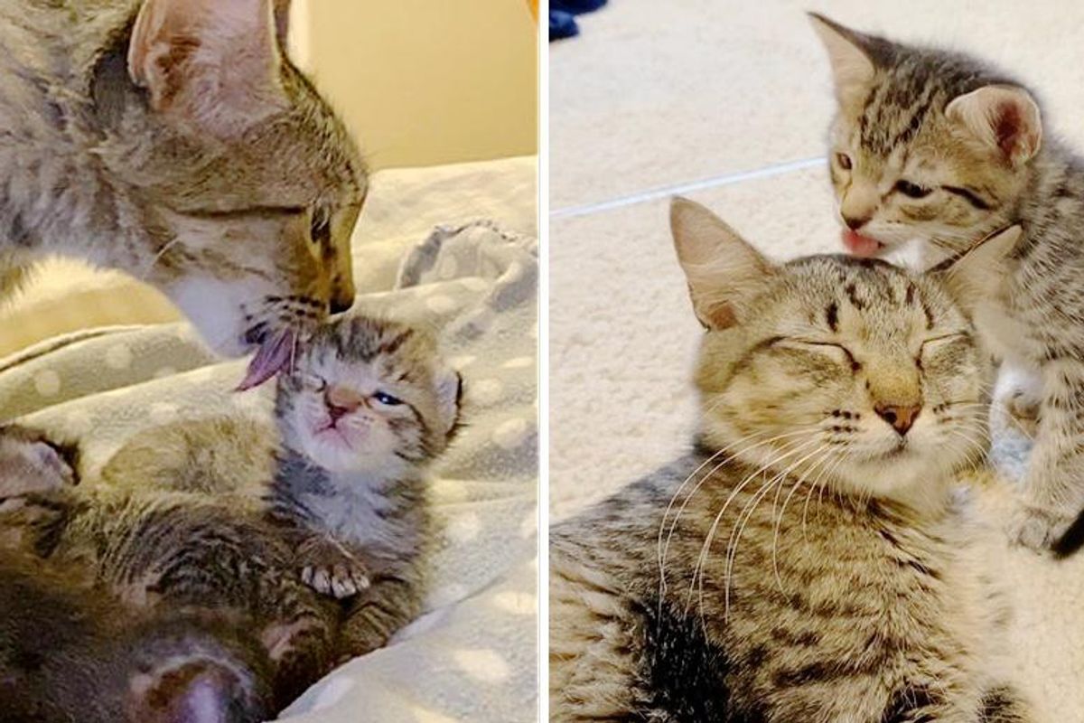 Cat Gives Kittens Unconditional Love, One of Them Clings to Her and Insists on Being Her Little Shadow