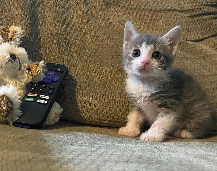 Tiny Kitten Spotted Outside Abandoned Shows So Much Strength, Now Has a Cat  to Watch Her Grow - Love Meow
