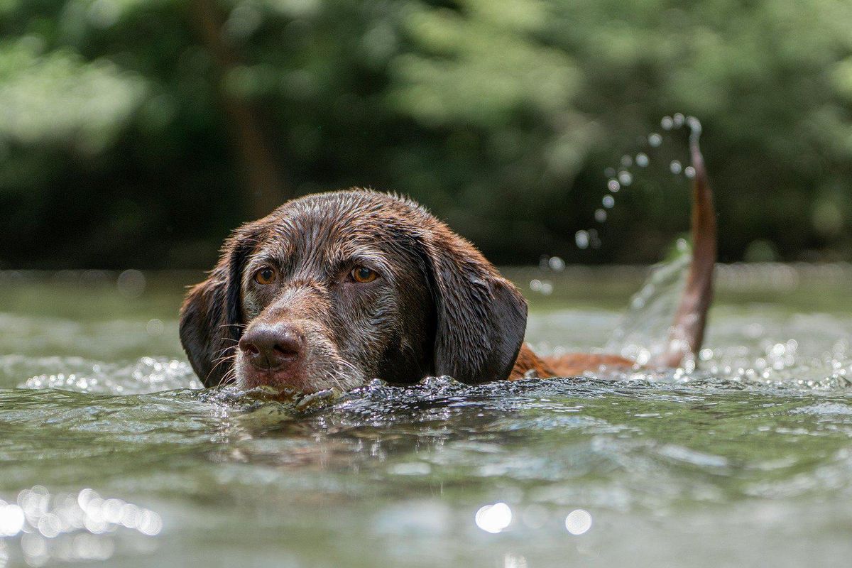 Blue-green algae causing dog deaths, sickness at Hudson Bend