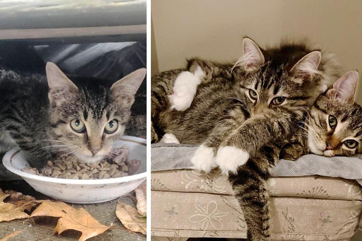 Kitten Discovered Hiding Under Porch, Found His Courage Through Another Cat that Needed a Friend