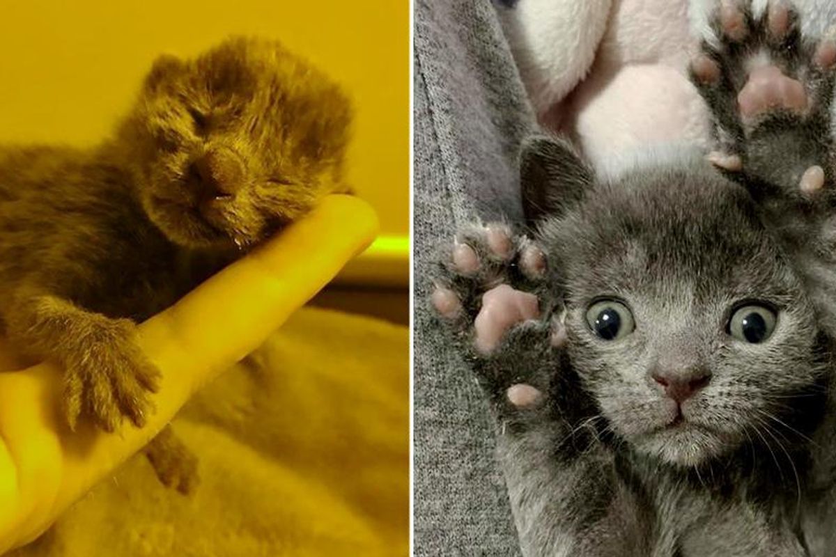 Kitten Left Behind in Flowerpot, Bounces Back on Her Paws and Blossoms Through Kindness of People