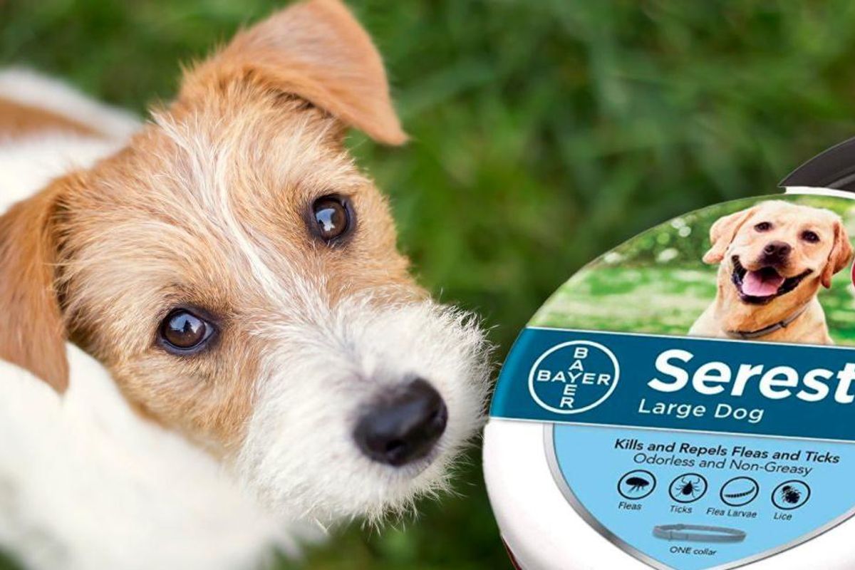 Shocking new report says popular flea collar Seresto is tied to the deaths of 1,700 pets
