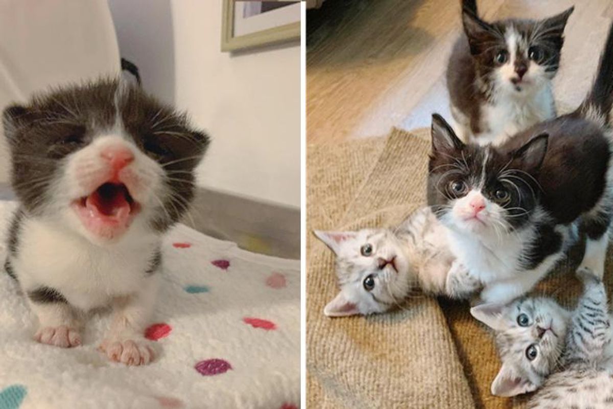 Kitten with Big Voice and Personality Reunited with Siblings After Being Found Alone
