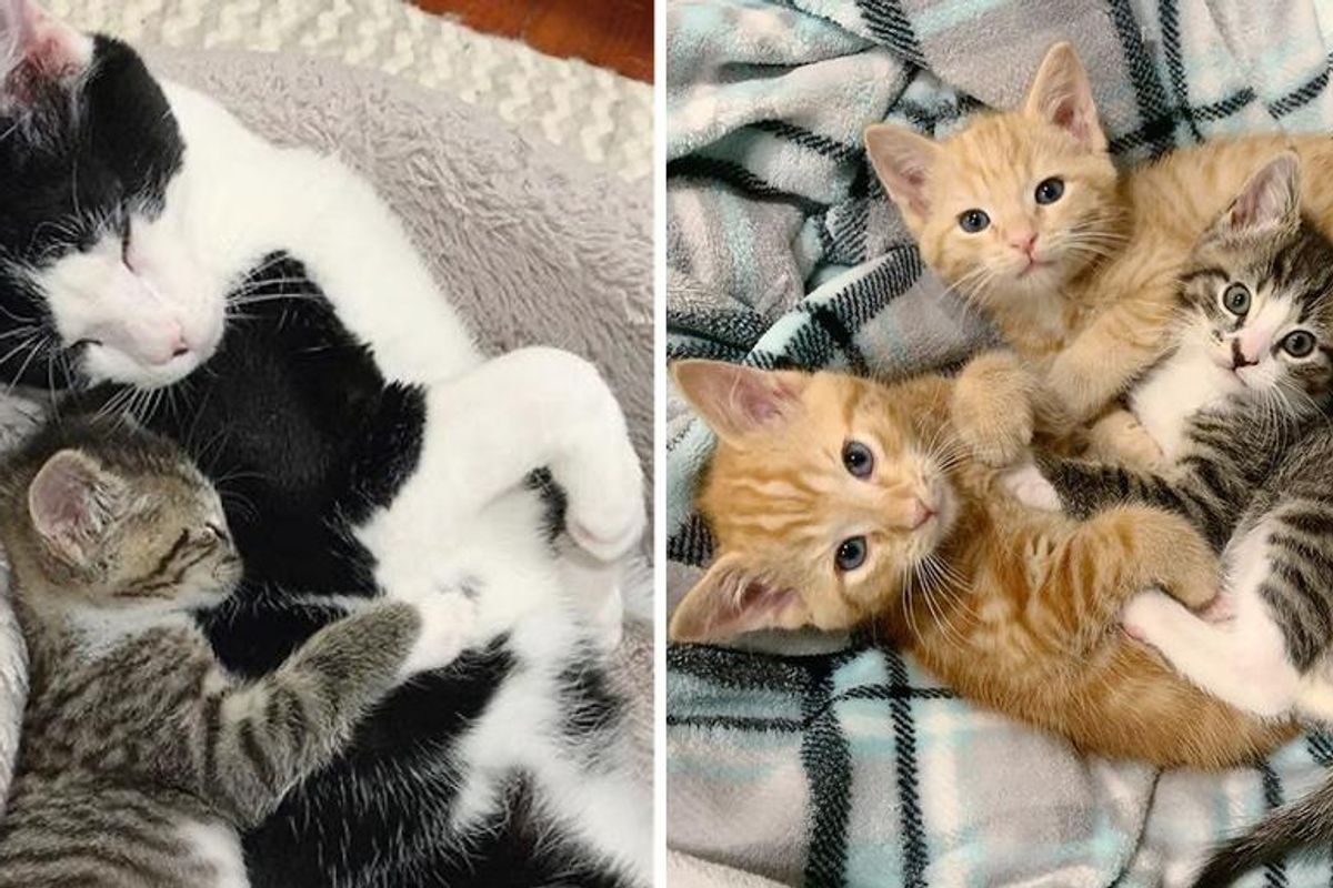 Kitten Makes Great Strides with Help from Other Cats After Being Found as Orphan