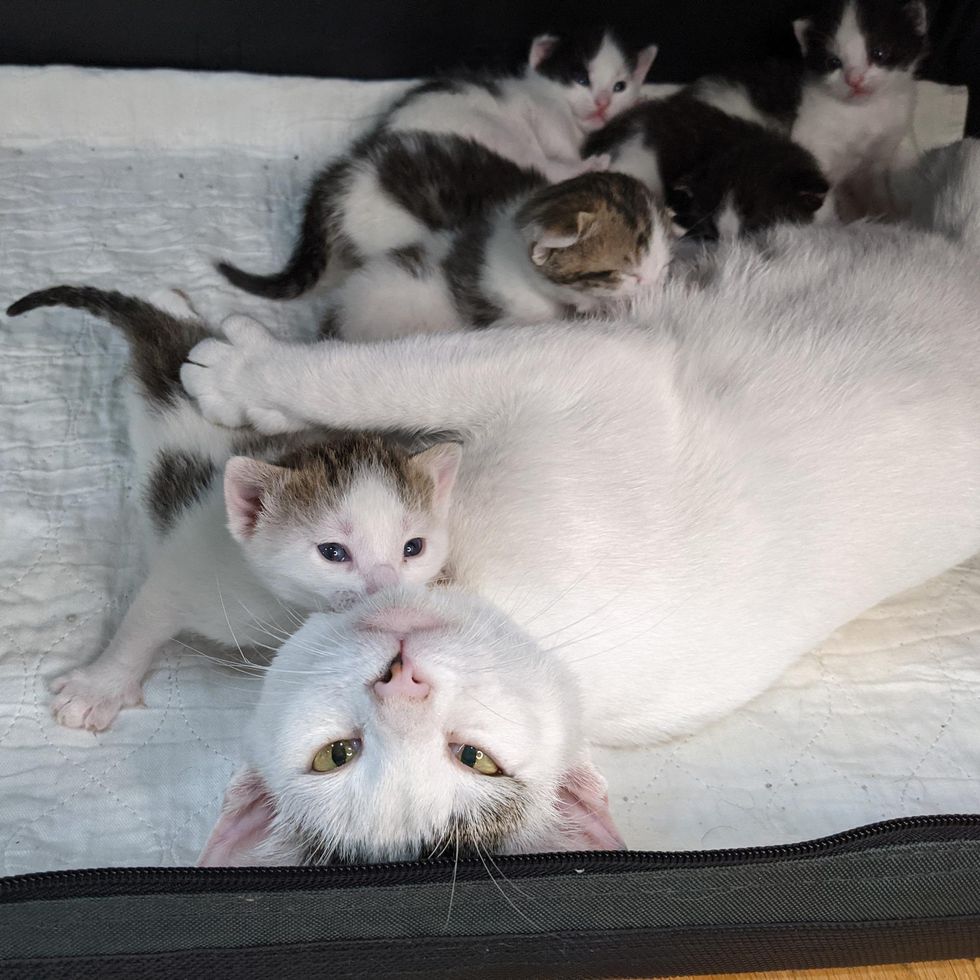 Cat Beaming with Joy When She Finds Perfect Family to Help Her Kittens