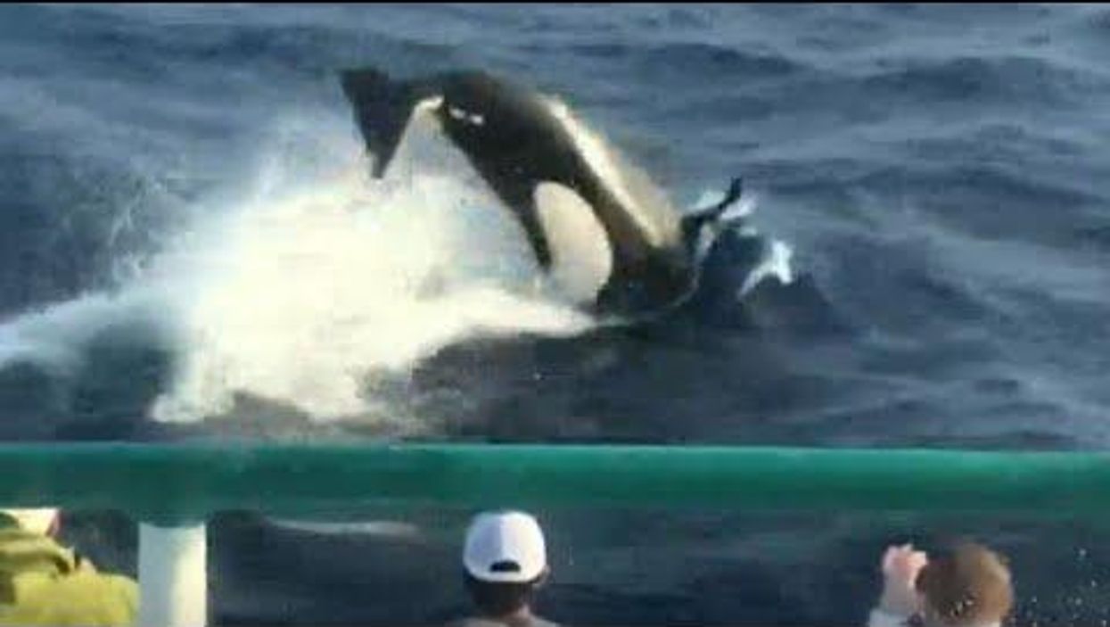 Large orca pod surprises group fishing off the Texas coast