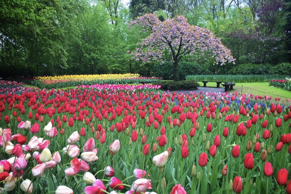 Some In North Carolina Think Sending 6-Year-Olds To Court For Picking Tulips Might Be Bad