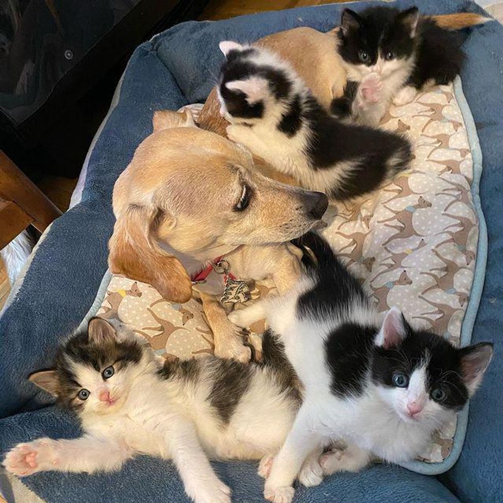 Woman Brings Home Kittens Found in Backyard, Her Dog Takes Them Under ...