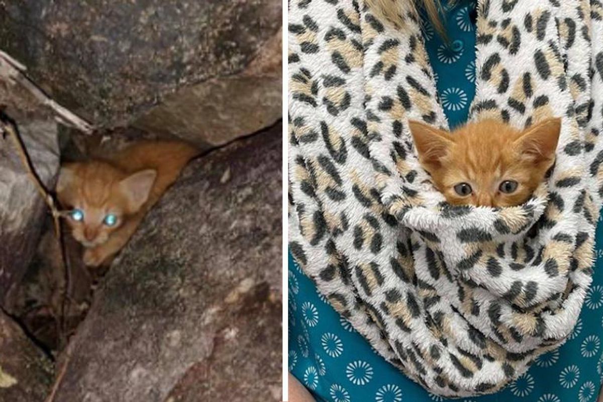 Kitten Found Hiding in Rocks by Passerby Turns Out to Be the Sweetest Little Guy