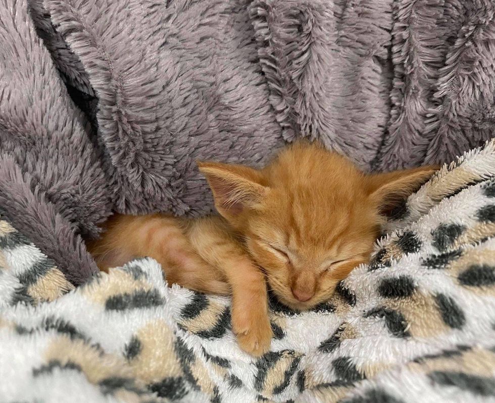 tiny kitten, ginger, sleepy kitten