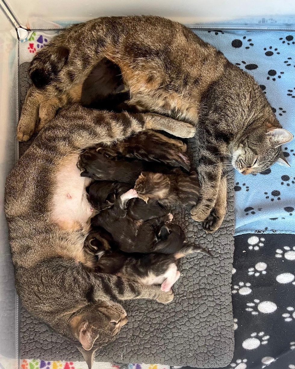 two cat moms, kittens, nursing, raise kittens