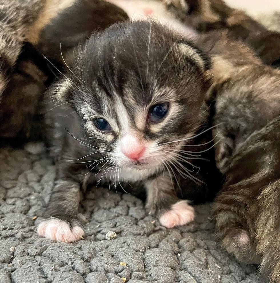 kitten, cute