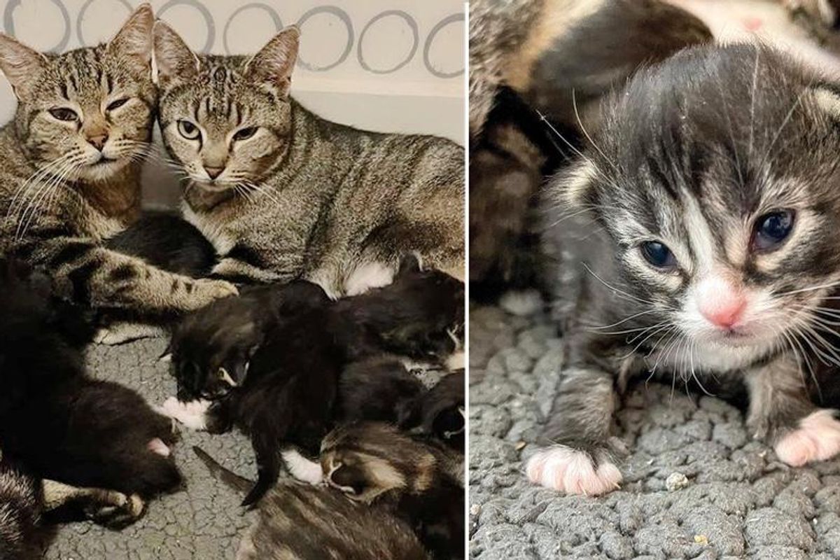 Pregnant Cats Found Wandering the Streets Together, Decide to Raise Their Kittens as One Big Family