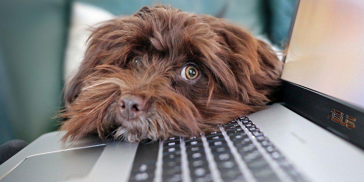 People Break Down The Dumbest Thing They've Ever Seen Their Pet Do