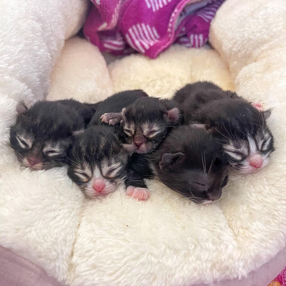 baby kittens, newborn kittens