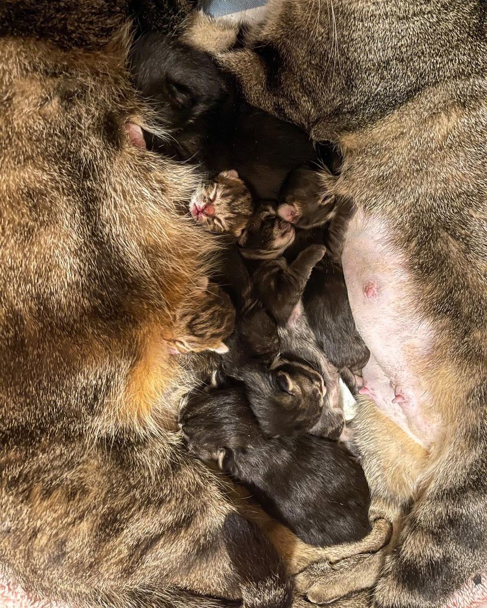 cat moms, kittens, babies