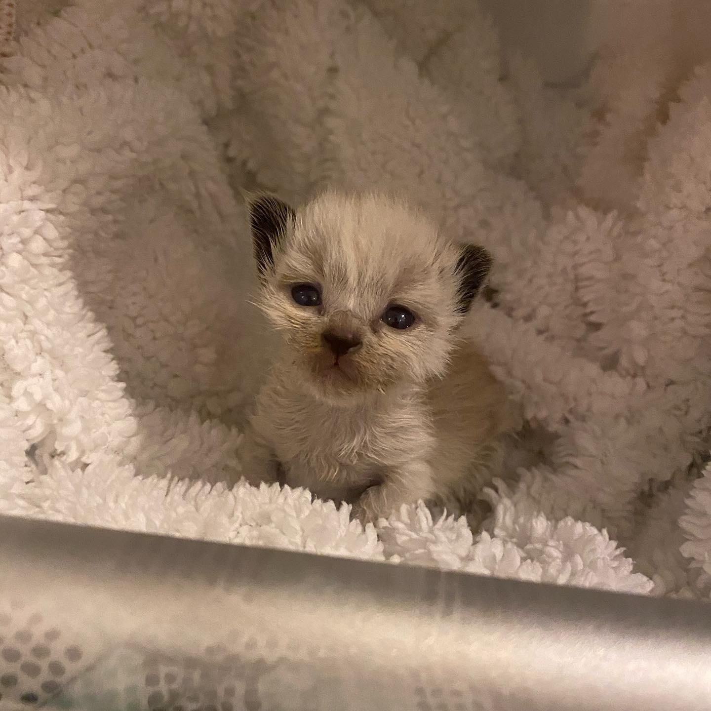 2 week old siamese clearance kittens