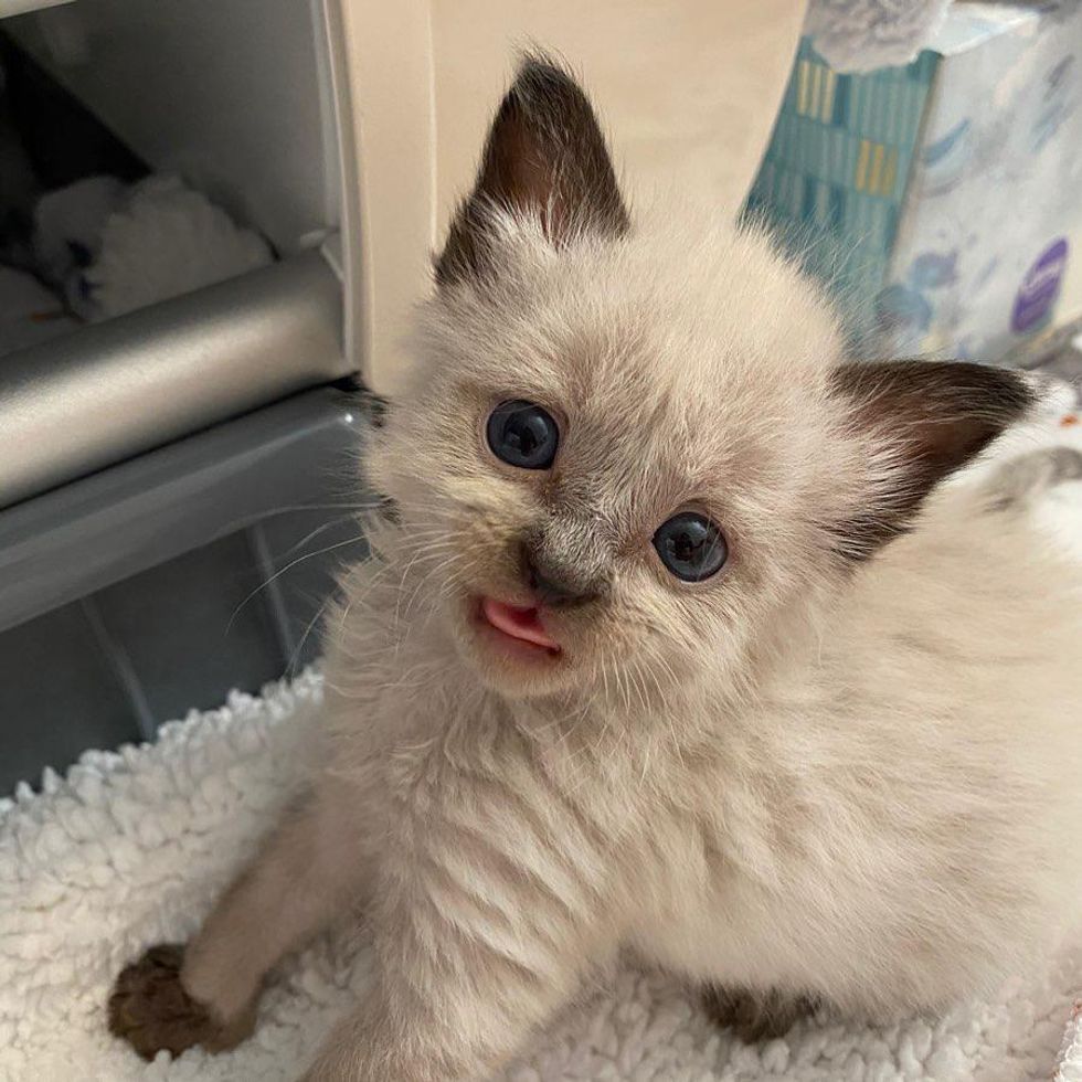 Sweet Kitten Blossoms into Beautiful Siamese Cat After Being Brought ...