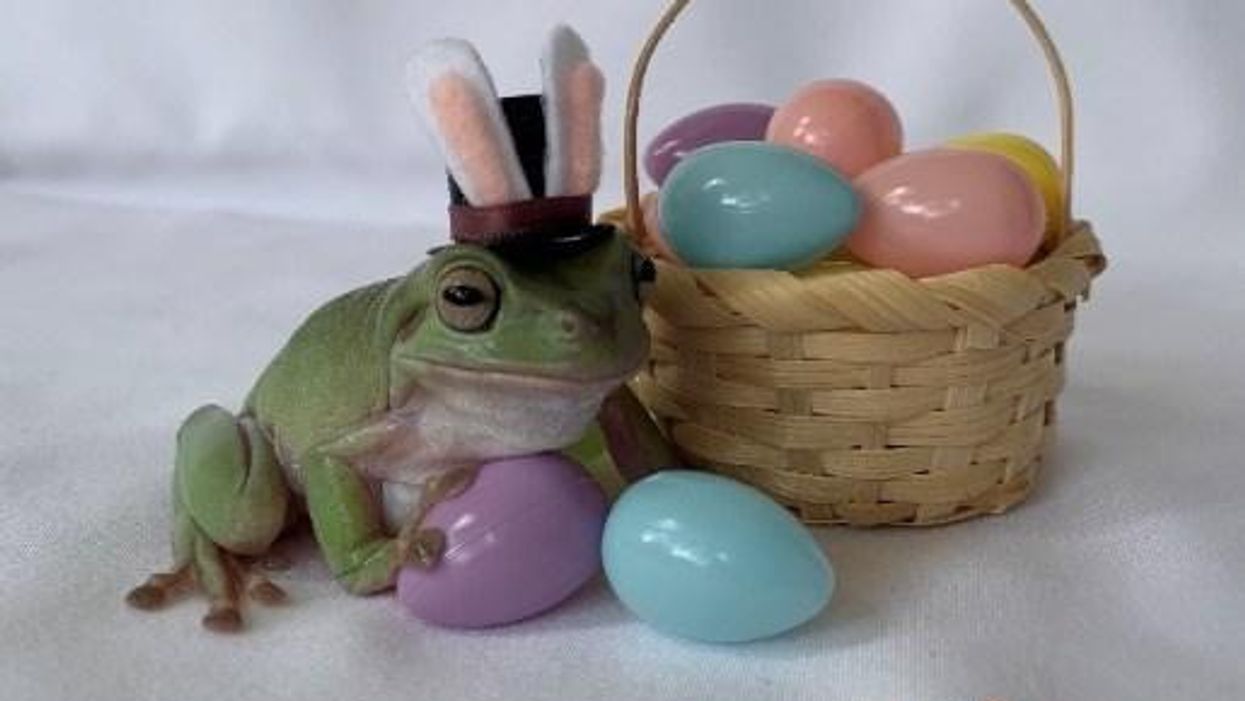 Cadbury's Easter 'Bunny' this year is a frog named Betty