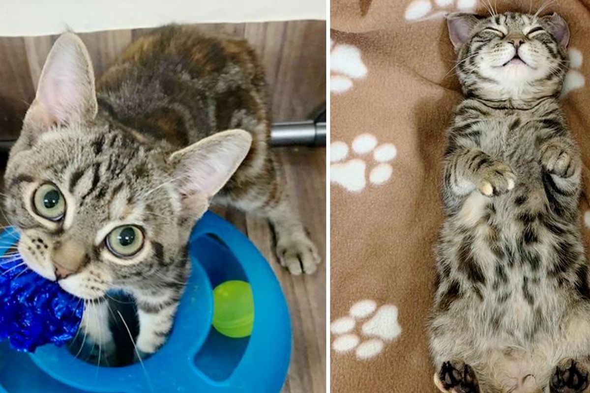 Kitten with Big Eyes Hops Her Way into People's Hearts and Hopes for Dream Home Someday