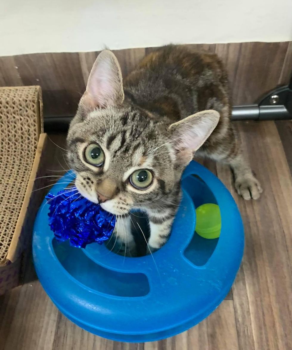 big eyes, torbie cat, huxley, manx kitten