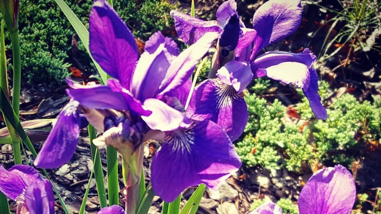 My house is new but flowers from generations of family bloom all around me