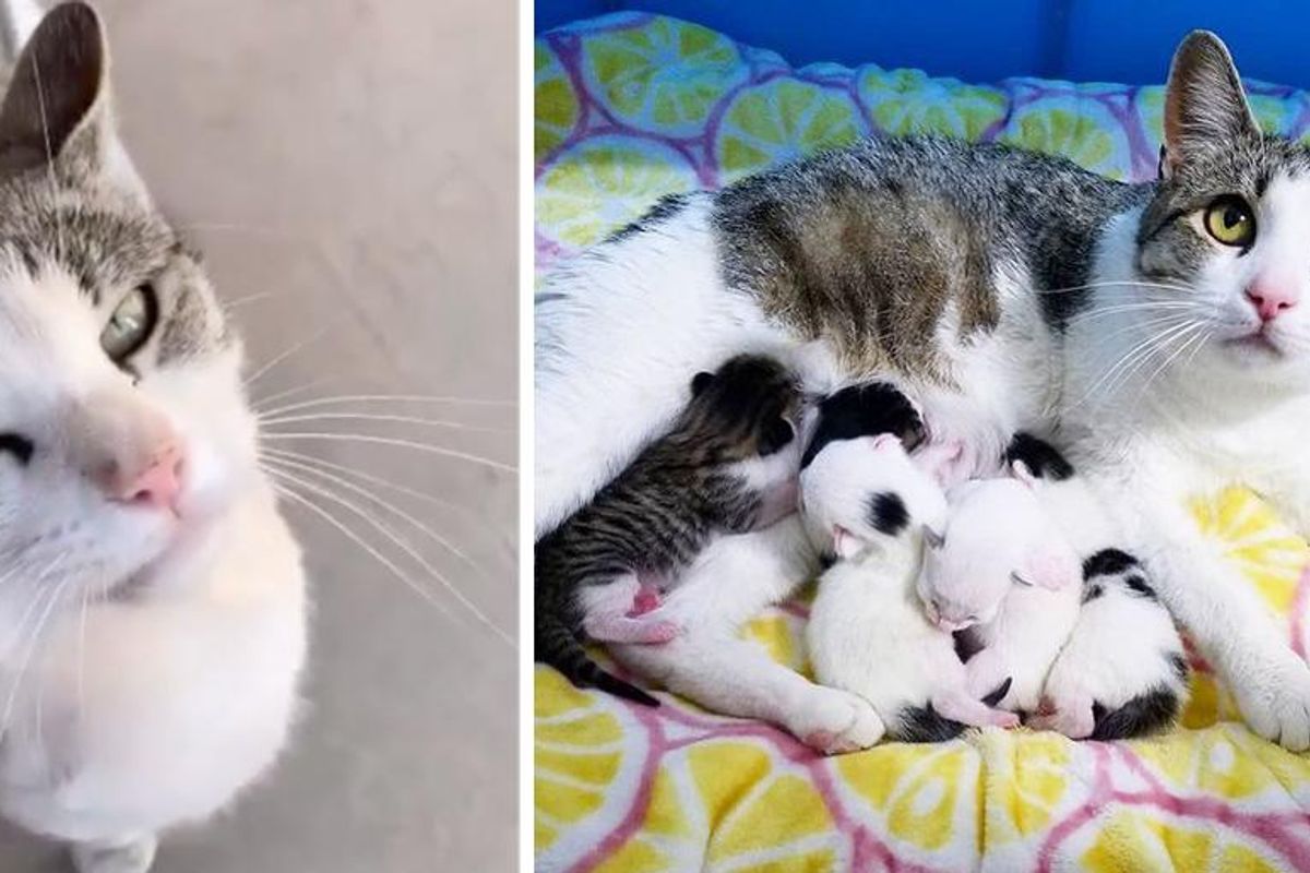 Cat Comes to the Right House and Asks to Be Let In So She Can Have Her Kittens