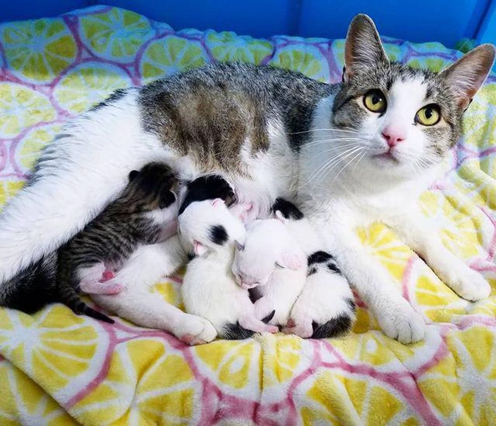 cat mom, babies, kittens, nursing