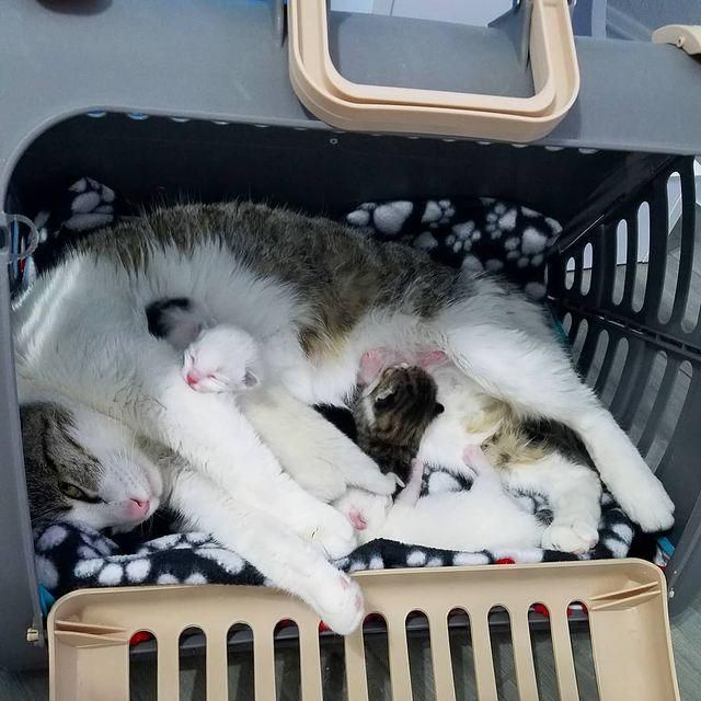 cat mom, babies, kittens, nursing