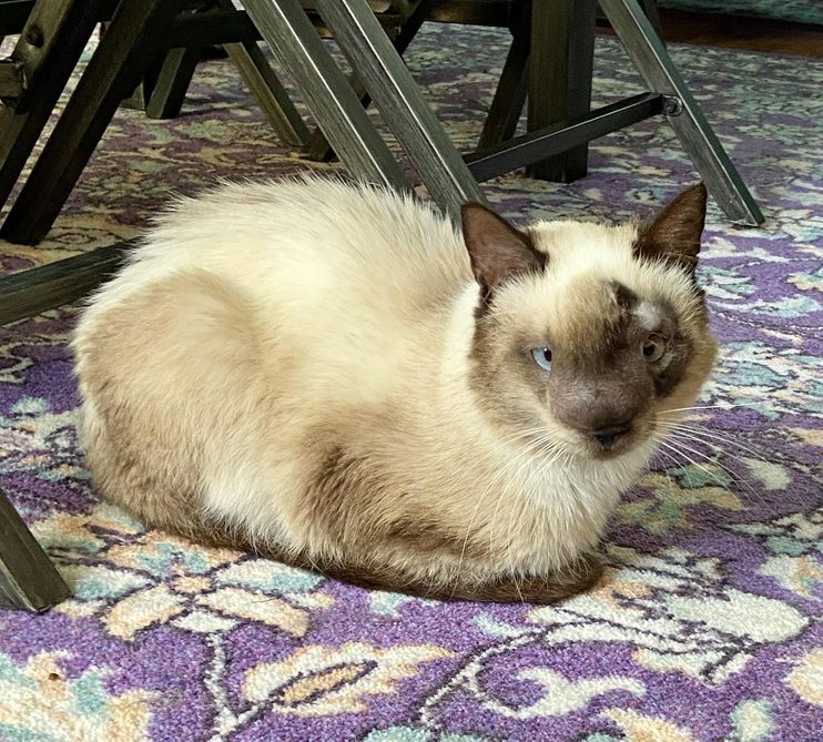 Dlisted  Open Post: Hosted By Honey The Cat's Expensive $5400