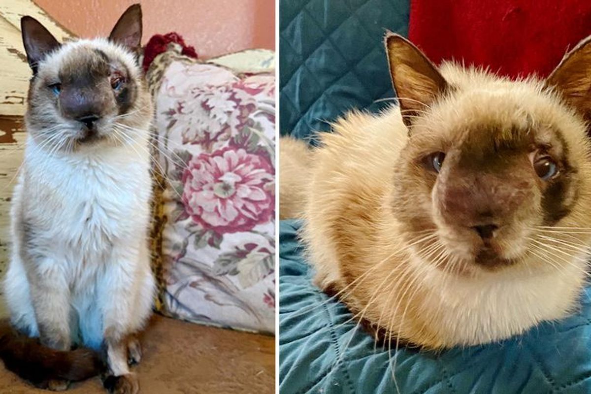 Cat with Sweetest Face and Gentle Heart Determined to Live Full Life After Being Found Abandoned