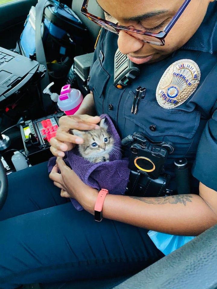 kitten, police officer, durham, rescue, stray