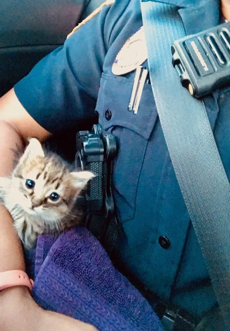 Affectionate Kitten Clings to Police Officer Video - Love Meow