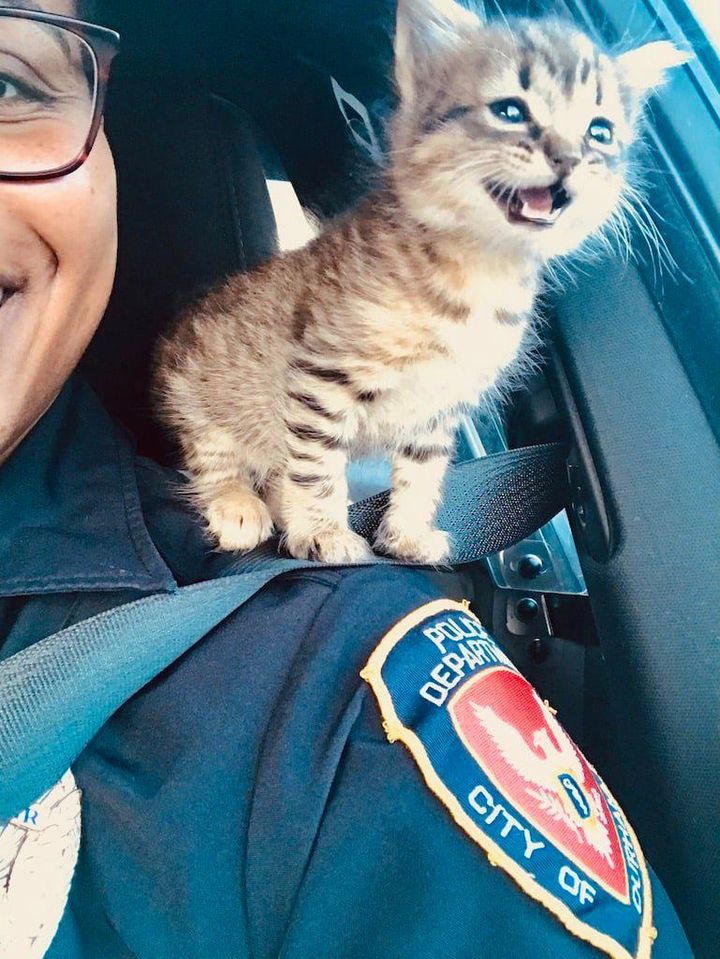 kitten, police officer, durham, rescue, shoulder cat