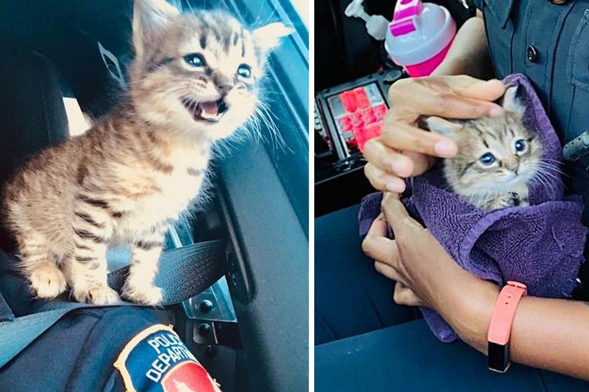Stray Kitten Sneaks His Way into Officer's Heart and Claims His Spot as Her Shoulder Cat