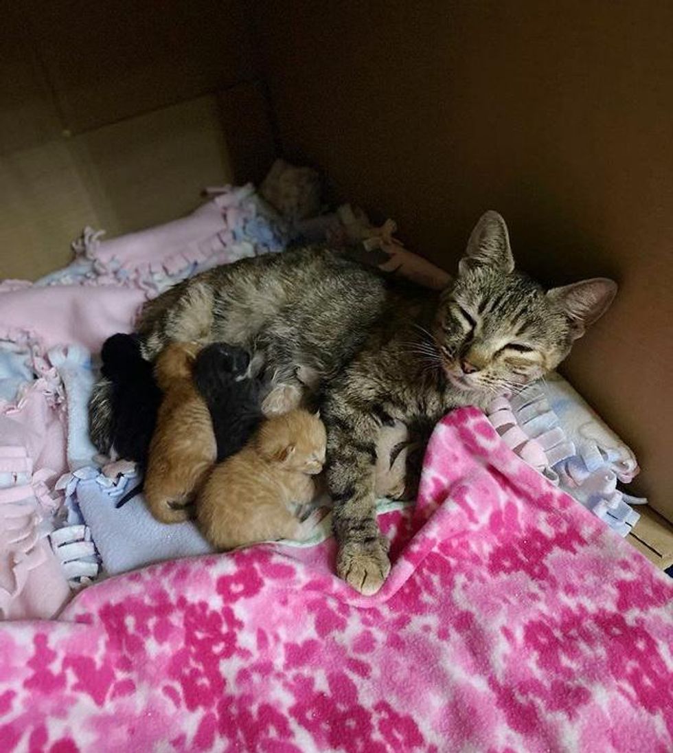 warehouse cat, mouser, kittens, mom cat