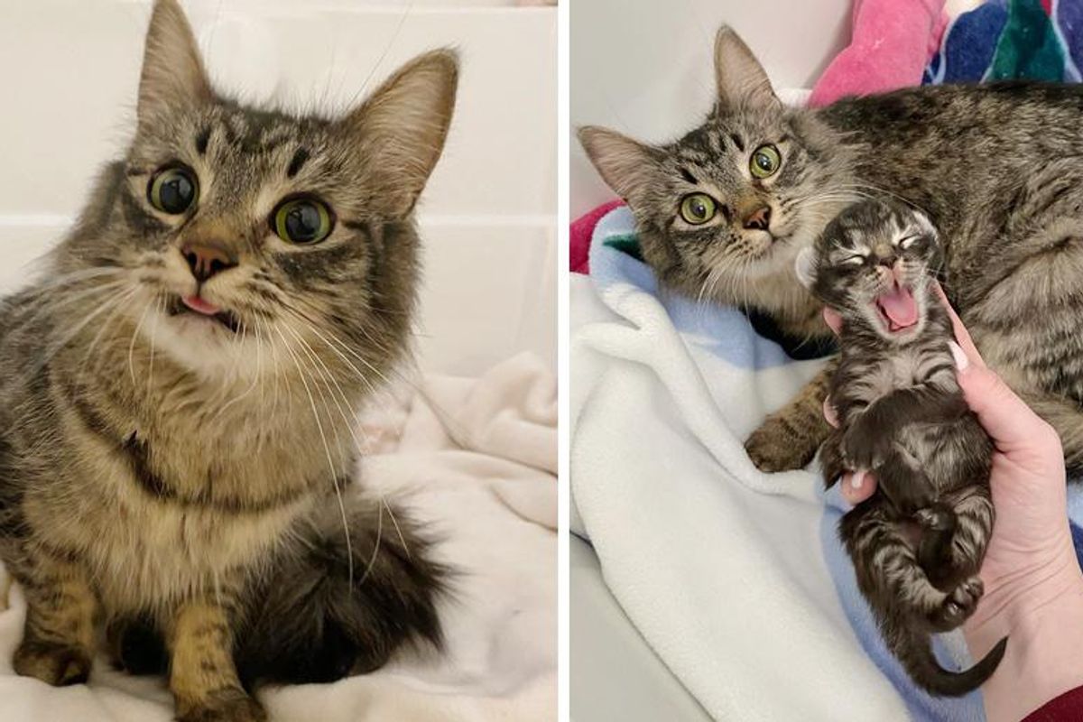 Cat With Adorable Looks Finds People to Help Her Only Kitten, She Can't Stop Smiling