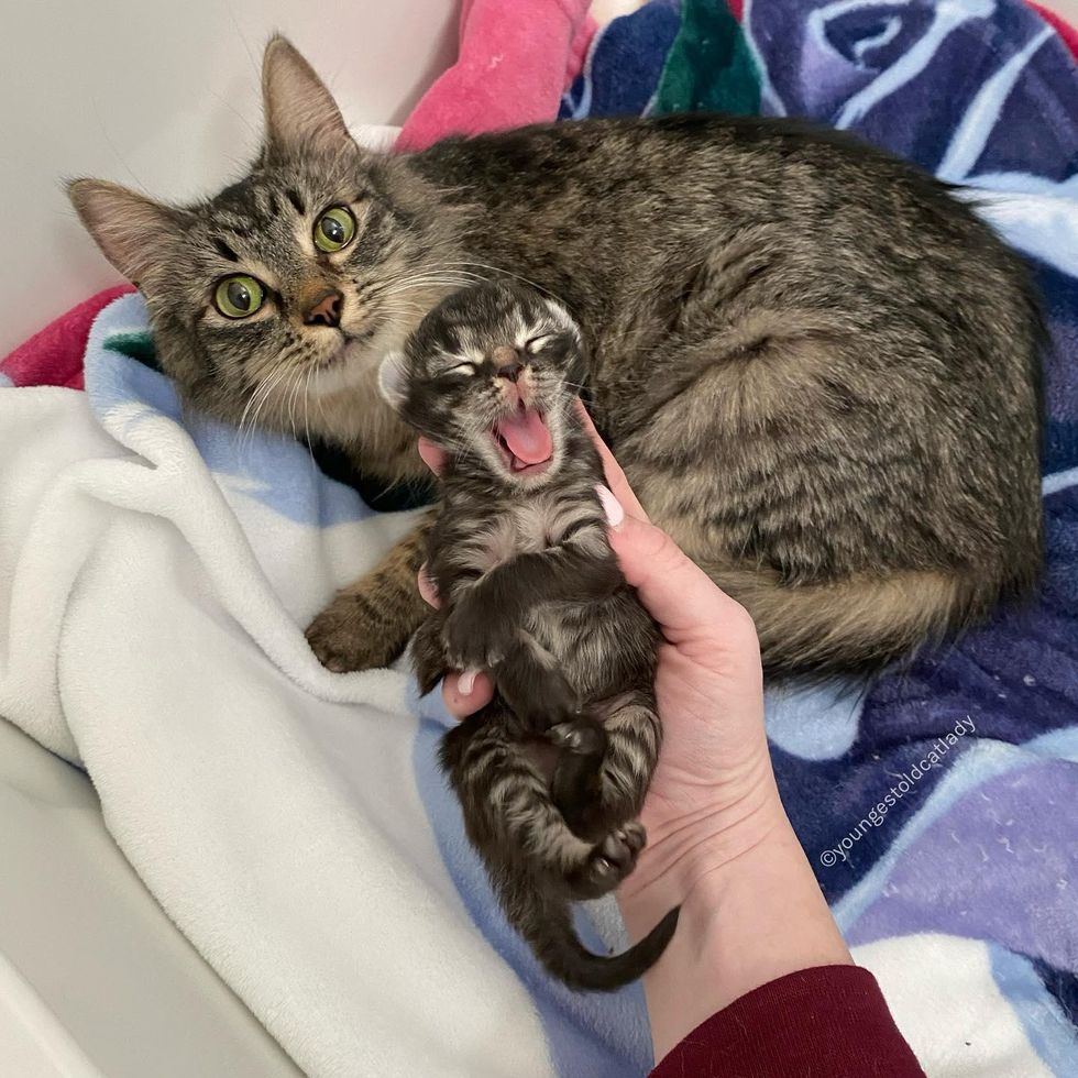 cat mom, kitten, mini me, only kitten