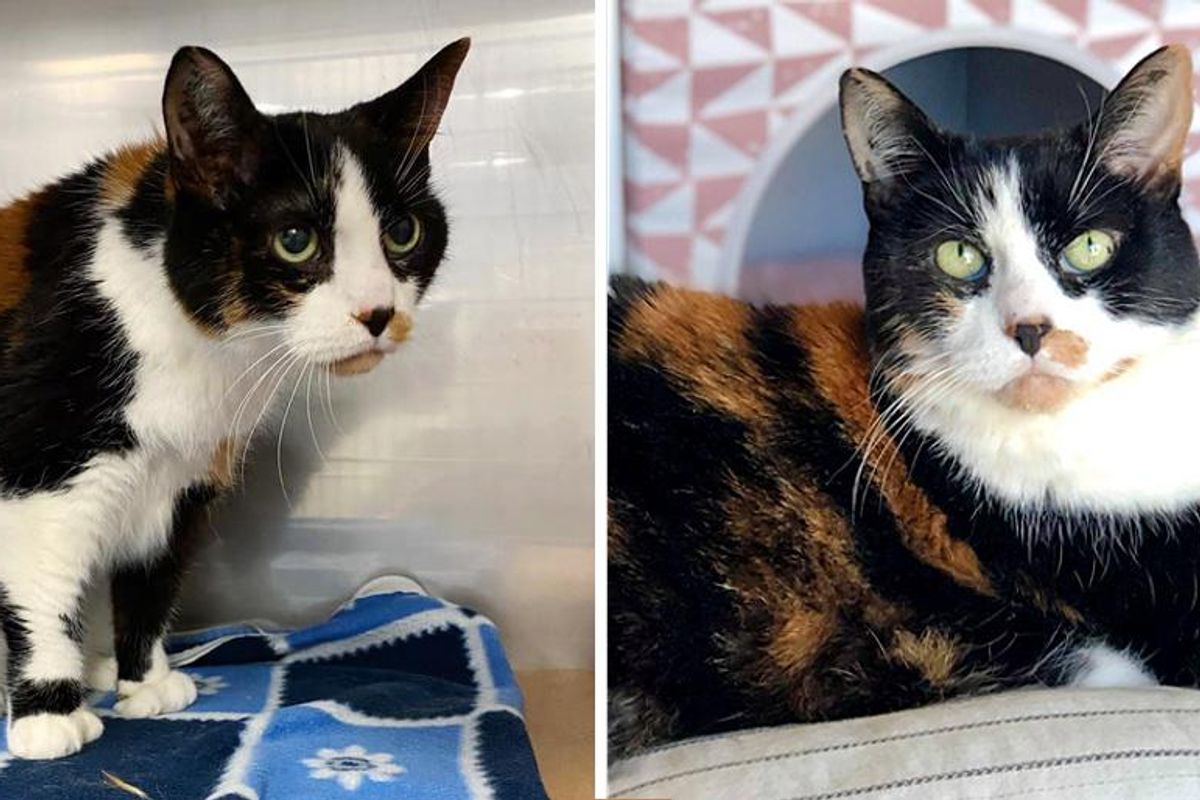17 Year-old Cat Given Up by Family Finds Happiness Again and Hopes for Home to Spend Her Golden Years