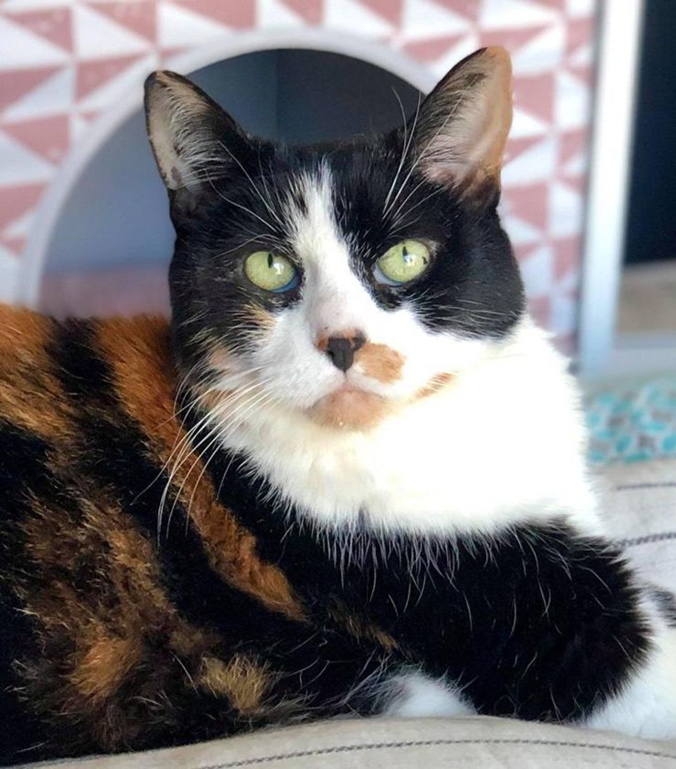 17 Year-old Cat Given Up by Family Finds Happiness Again and Hopes for ...